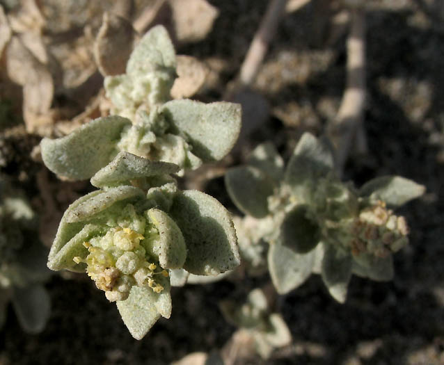 Detailed Picture 2 of Atriplex leucophylla