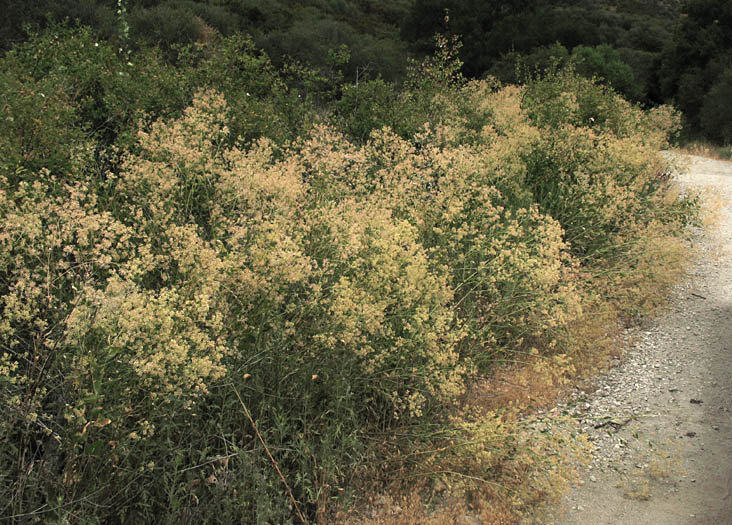 Detailed Picture 7 of Lepidium latifolium