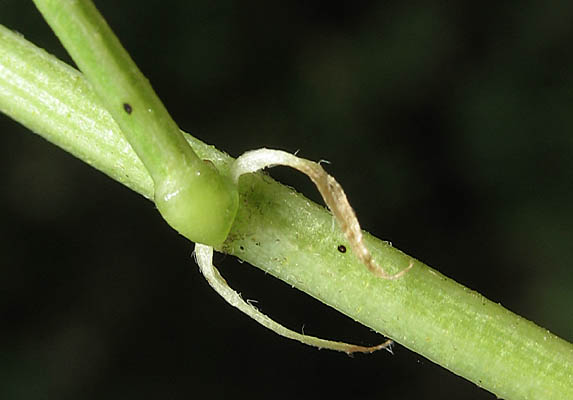 Detailed Picture 5 of Rupertia physodes