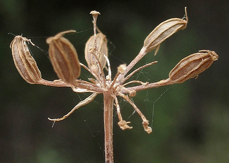 Detailed Picture 7 of Tauschia hartwegii