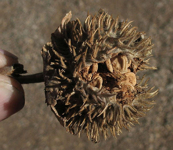 Detailed Picture 6 of Datura wrightii