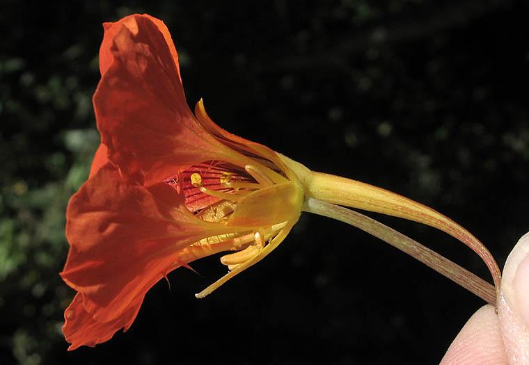 Detailed Picture 2 of Tropaeolum majus