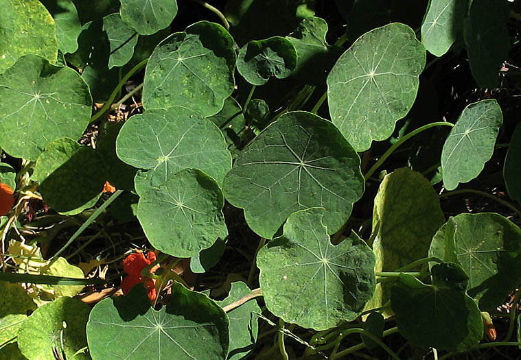 Detailed Picture 5 of Tropaeolum majus