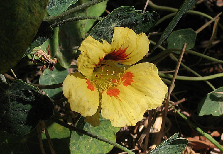 Detailed Picture 3 of Tropaeolum majus