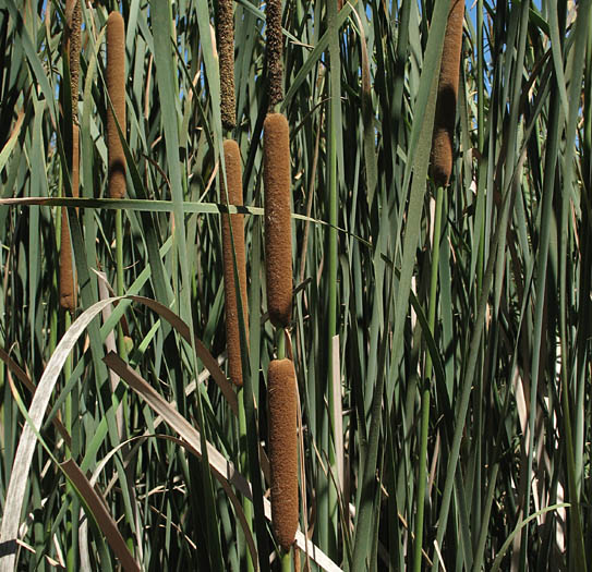 Detailed Picture 6 of Typha domingensis