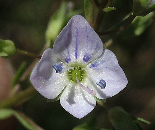 Detailed Picture 1 of Veronica anagallis-aquatica