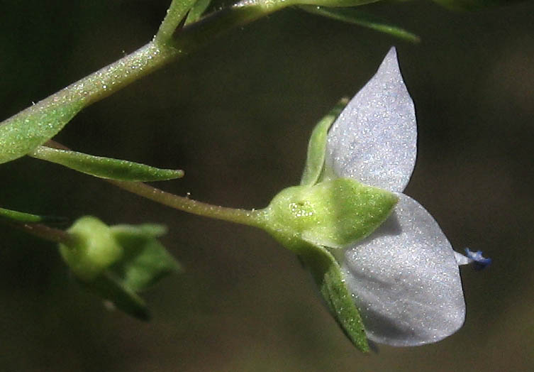 Detailed Picture 2 of Veronica anagallis-aquatica