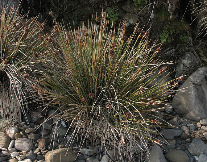 Detailed Picture 4 of Juncus acutus ssp. leopoldii