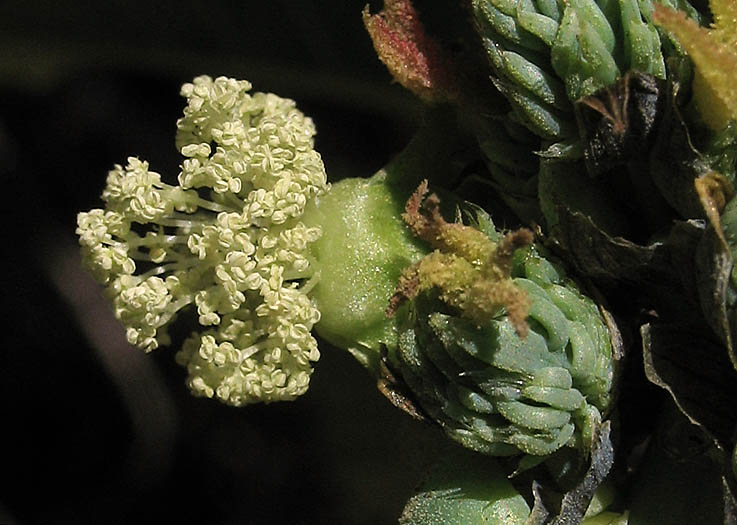 Detailed Picture 2 of Ricinus communis