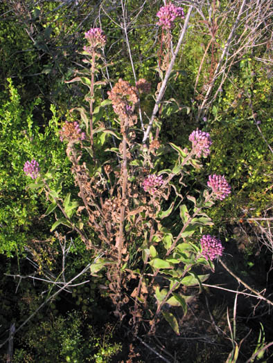 Detailed Picture 5 of Pluchea odorata var. odorata