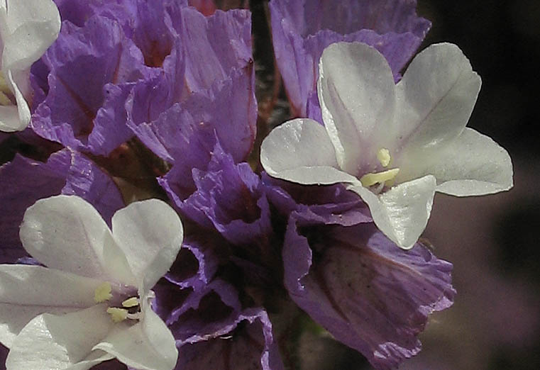 Detailed Picture 1 of Limonium sinuatum