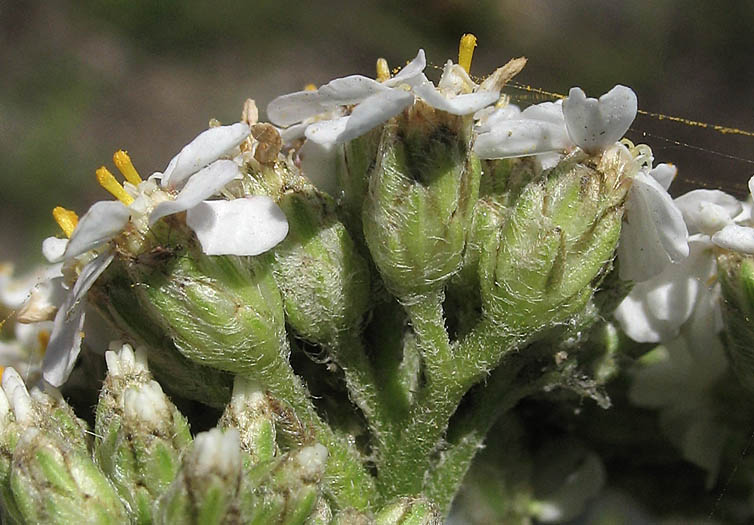 Detailed Picture 2 of Achillea millefolium