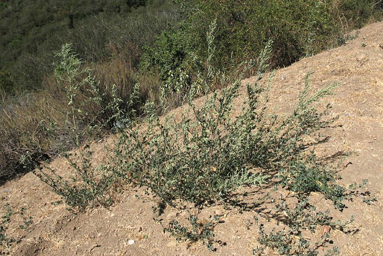 Detailed Picture 5 of Chenopodium album