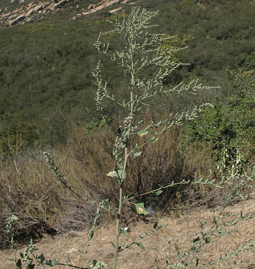 Detailed Picture 4 of Chenopodium album