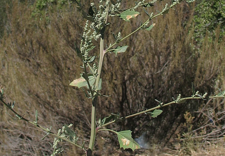 Detailed Picture 3 of Chenopodium album