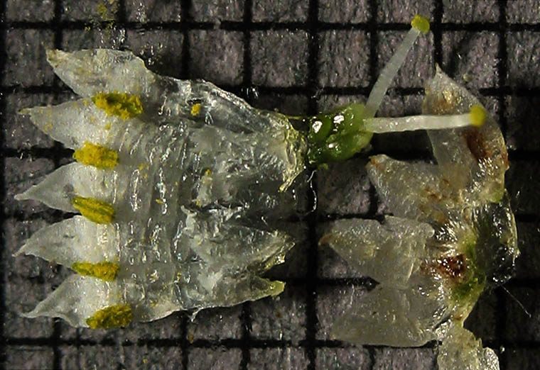 Detailed Picture 7 of Cuscuta subinclusa