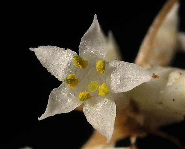 Detailed Picture 1 of Cuscuta subinclusa