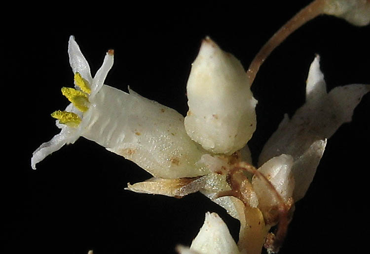 Detailed Picture 2 of Cuscuta subinclusa