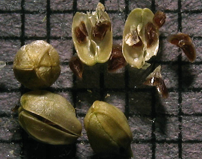 Detailed Picture 10 of Navarretia mellita