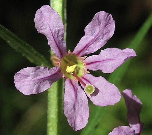 Detailed Picture 1 of Lythrum californicum