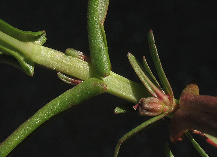 Detailed Picture 4 of Ammannia coccinea