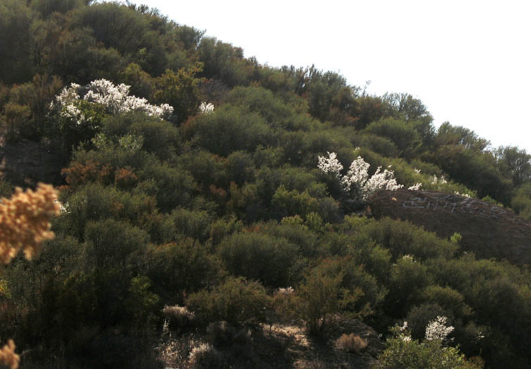 Detailed Picture 9 of Cercocarpus betuloides var. betuloides