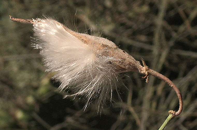 Detailed Picture 9 of Funastrum cynanchoides var. hartwegii