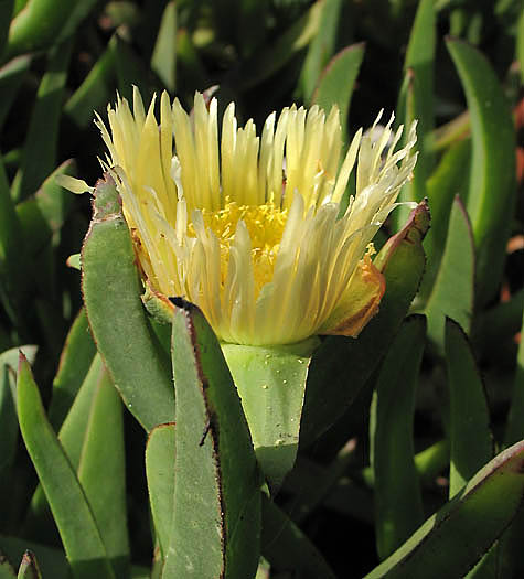 Detailed Picture 2 of Carpobrotus edulis