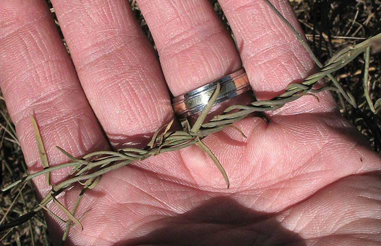 Detailed Picture 8 of Funastrum cynanchoides var. hartwegii