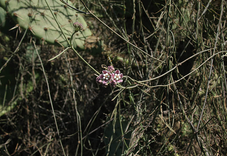 Detailed Picture 6 of Funastrum cynanchoides var. hartwegii