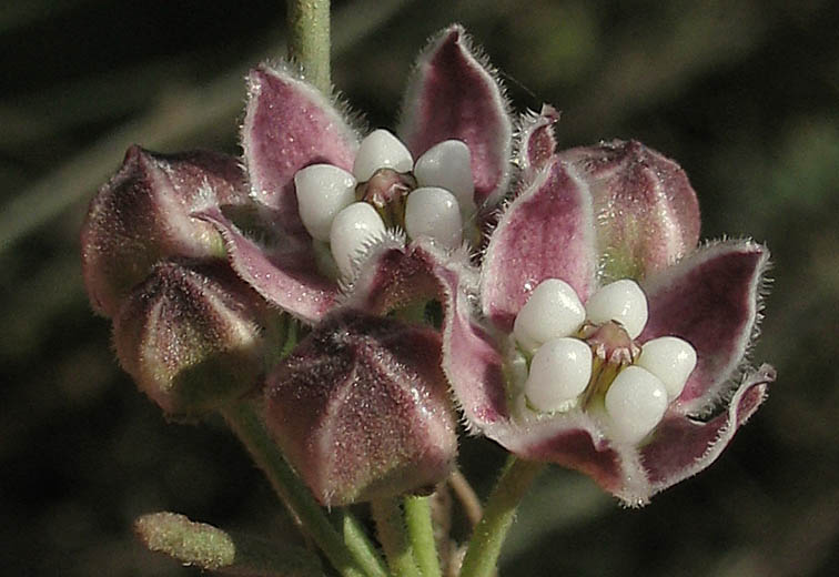 Detailed Picture 3 of Funastrum cynanchoides var. hartwegii