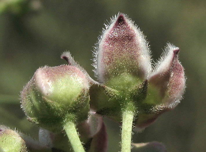 Detailed Picture 4 of Funastrum cynanchoides var. hartwegii