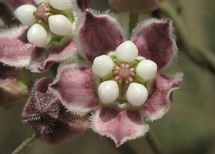 Detailed Picture 1 of Funastrum cynanchoides var. hartwegii