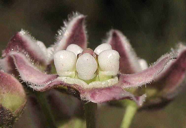 Detailed Picture 2 of Funastrum cynanchoides var. hartwegii