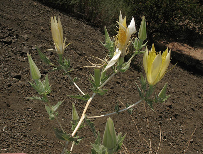 Detailed Picture 3 of Mentzelia laevicaulis var. laevicaulis
