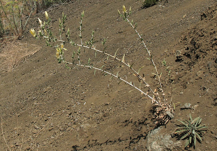 Detailed Picture 4 of Mentzelia laevicaulis var. laevicaulis