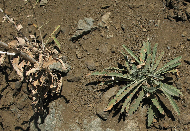 Detailed Picture 5 of Mentzelia laevicaulis var. laevicaulis