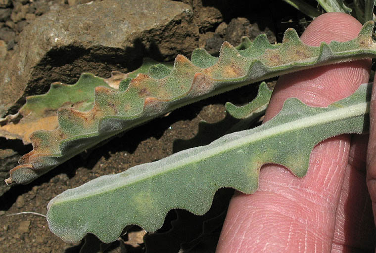 Detailed Picture 6 of Mentzelia laevicaulis var. laevicaulis