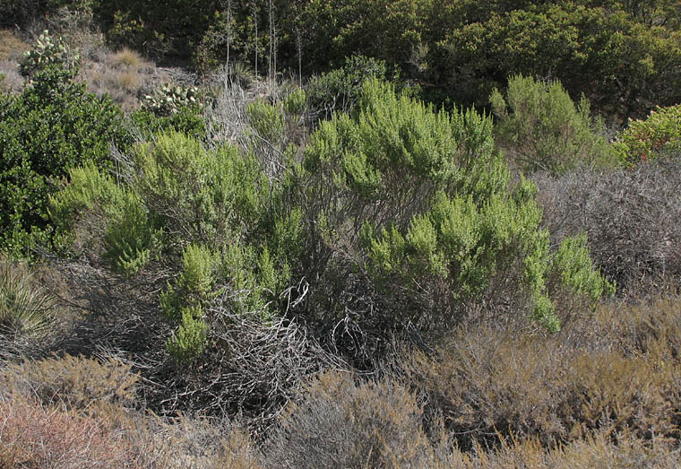 Detailed Picture 7 of Baccharis pilularis ssp. consanguinea