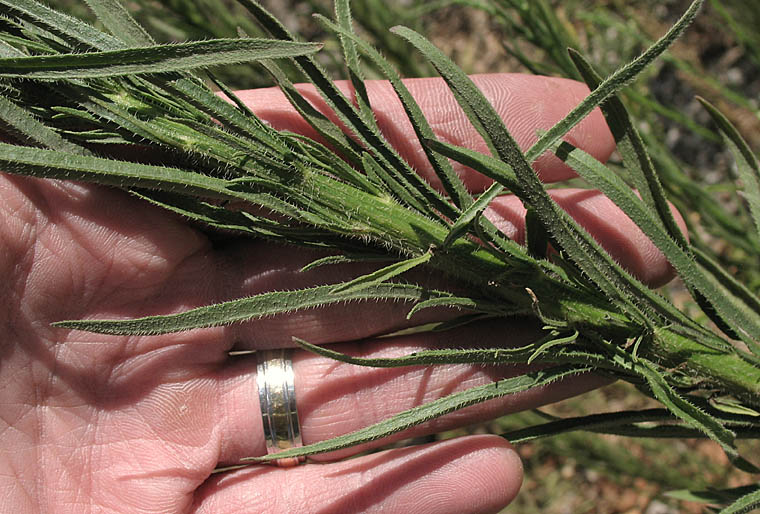 Detailed Picture 6 of Erigeron canadensis