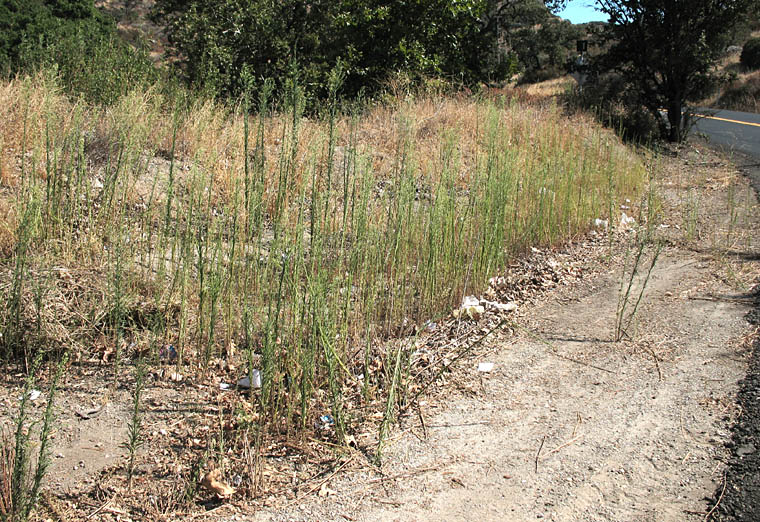 Detailed Picture 5 of Erigeron canadensis