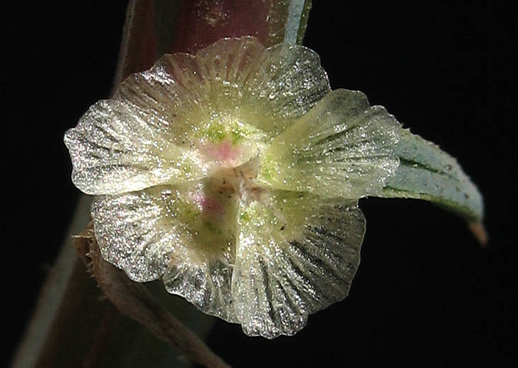 Detailed Picture 2 of Salsola australis