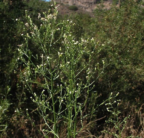 Detailed Picture 3 of Erigeron canadensis