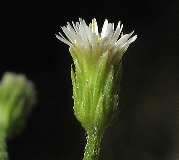 Detailed Picture 2 of Erigeron canadensis