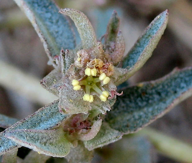 Detailed Picture 1 of Atriplex semibaccata