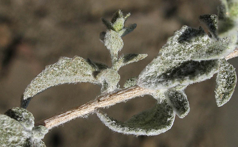 Detailed Picture 6 of Brickellia nevinii