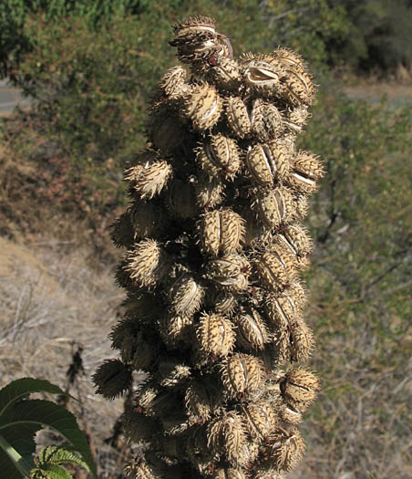 Detailed Picture 8 of Ricinus communis