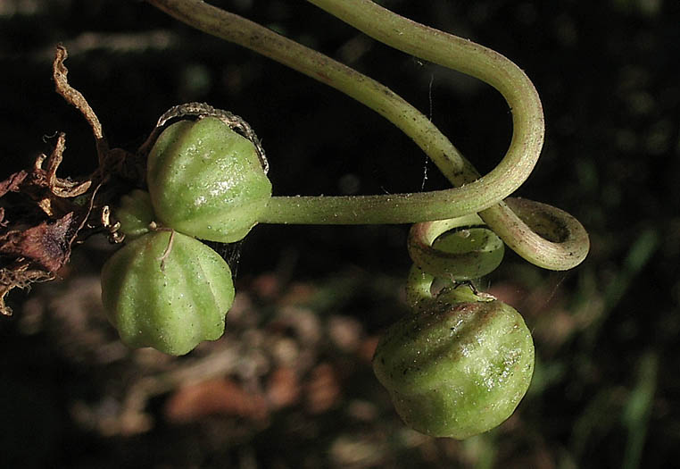 Detailed Picture 6 of Tropaeolum majus