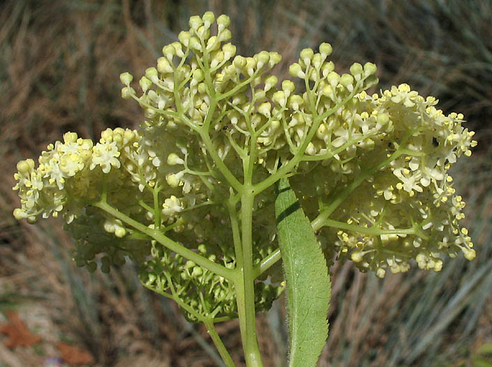 Detailed Picture 5 of Sambucus mexicana