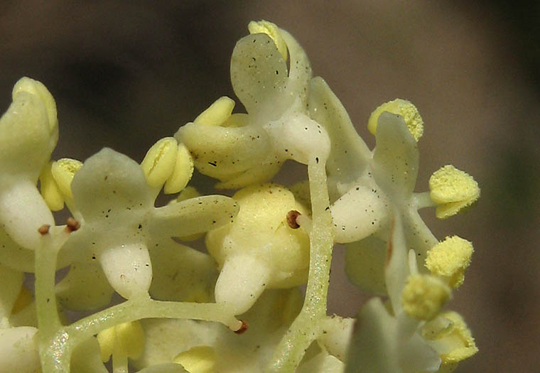 Detailed Picture 3 of Sambucus mexicana